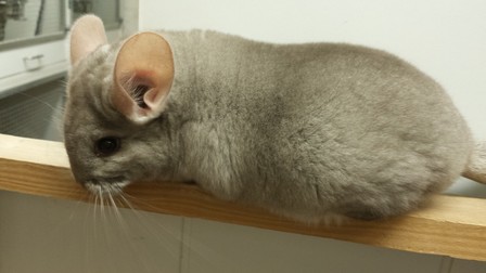 chouquette (2)