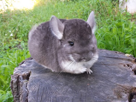 lenie (2)