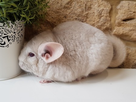 mango (2)