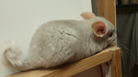 pedro1