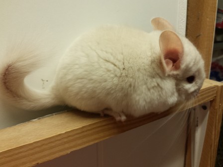 simba 16.06.18 (47)