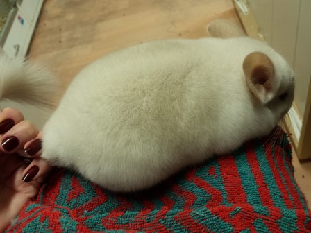 simba 16.06.18 (49)