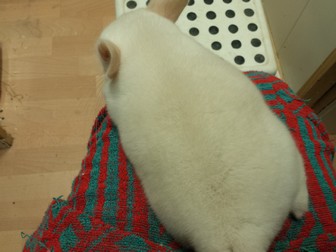 simba 16.06.18 (50)