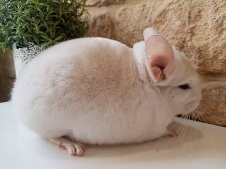 simba 16.06.18 (51)