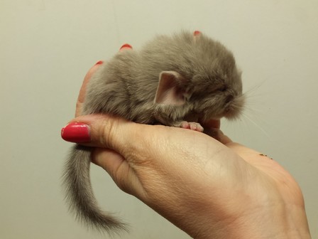 Crumble 17.04.11 (16)