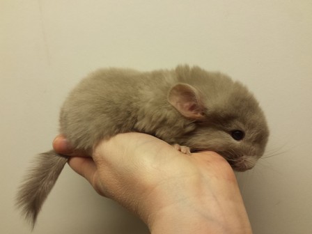 Crumble 17.04.11 (18)