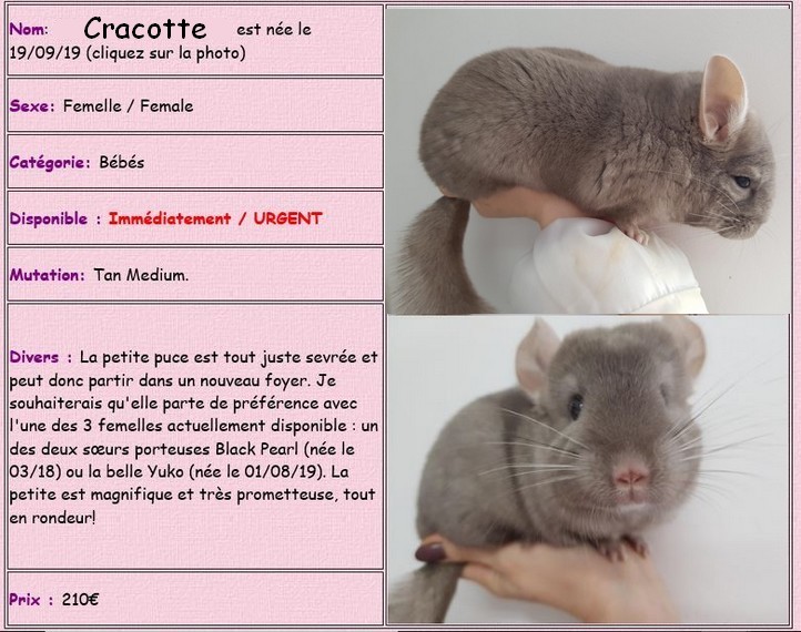 cracotte