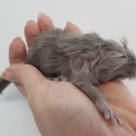 male choco