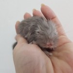 male choco1