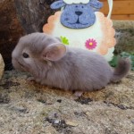 male choco2 (2)