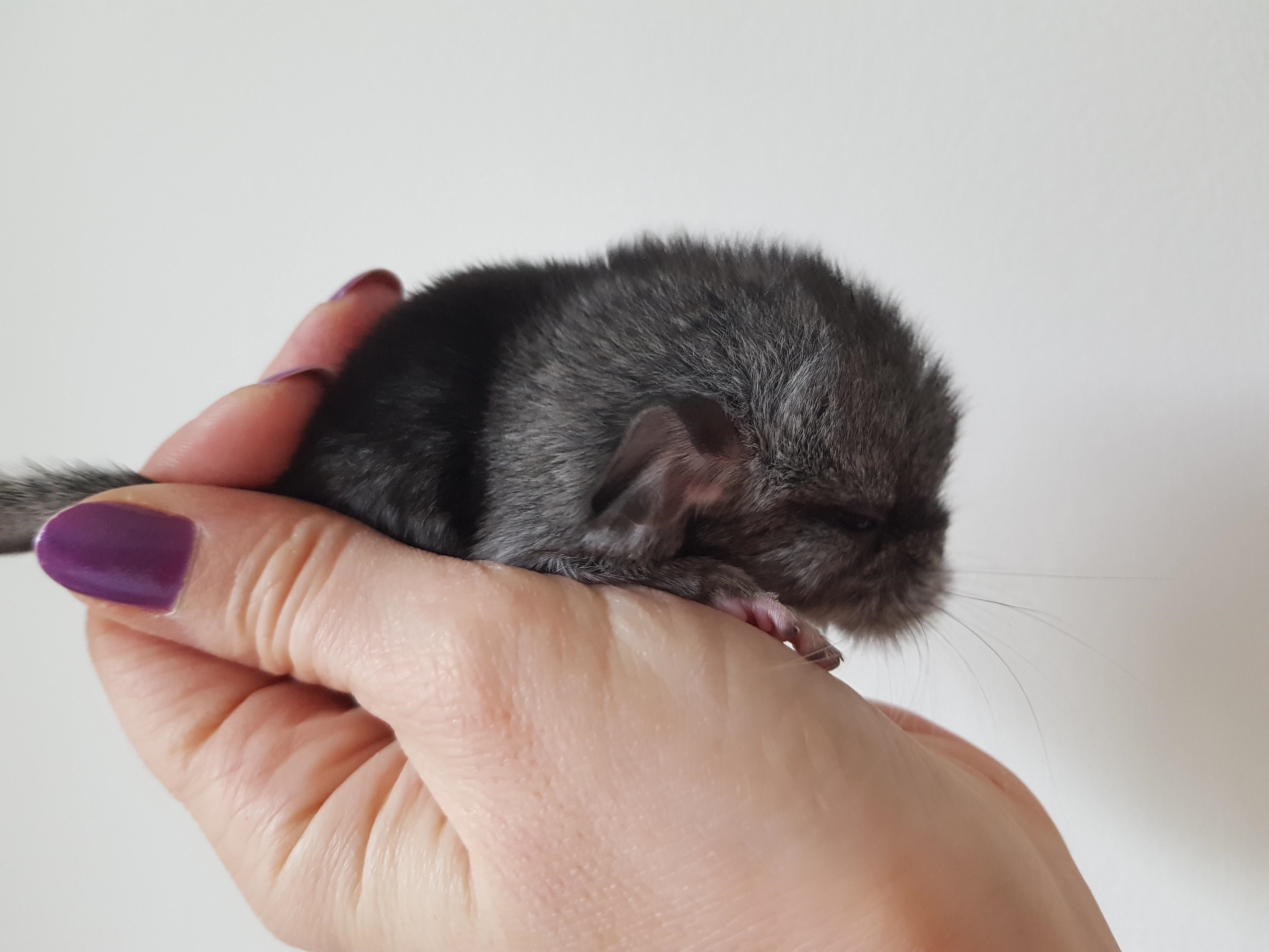 male4