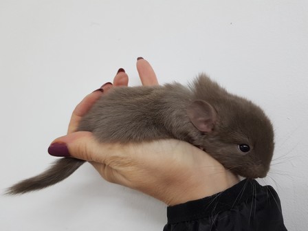 kitkat (3)