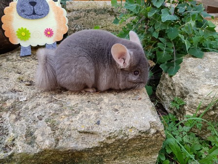 kitkat (4)