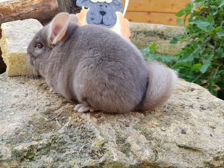 kitkat (6)