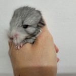 femelle (2)