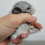 femelle (4)