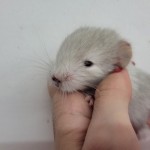 femelle white tan flocke (2)