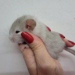 femelle white tan flocke (3)