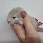 femelle white tan flocke (4)