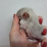 femelle white tan flocke (5)