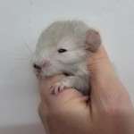 femelle white tan flocke (6)
