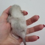 femelle white tan flocke (7)
