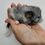 male (5)