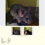 Bébé raton, très mauvaise sélection, poils crasseu, prix bas