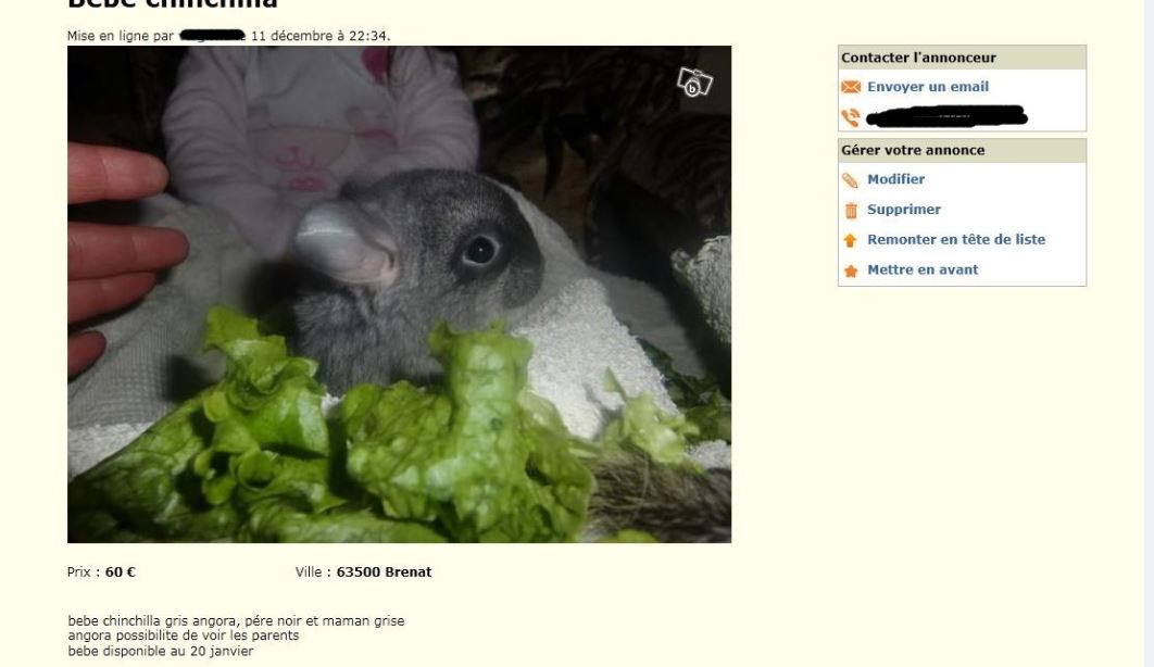 Bébé chinchilla à qui l'on donne de la salade verte : mortel!!