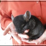 Bandit vit à l'élevage Satsiland près de Paris