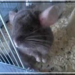 Chokapik vit chez Karine dans le 02 près de Reims