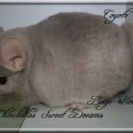 Coyote, Beige-Violet