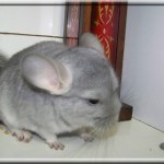 Elsa 11.04.07 (9)