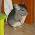 Filou chez Nathalie en Alsace