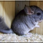 Foxy 11.05.11 (12)