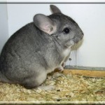 Foxy 11.05.11 (15)