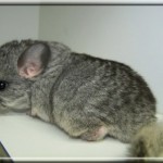 Foxy 11.05.11 (6)