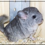 Foxy 11.05.11 (7)