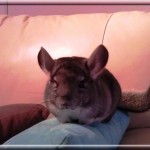 Igloo 11.12.28 (2)