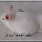 Kimi, Pink White Homozygote