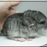 Kimo 11.03.27 (3)