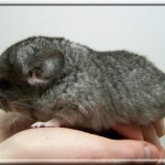 Kimo 11.03.27 (4)