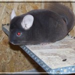 Kiwi à l'élevage Les Chichounes à Nancy