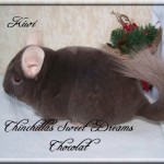 Kiwi, Chocolat Hétérozygote