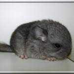 Lady 11.05.11 (2)