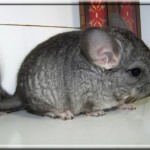 Lady 11.05.11 (6)