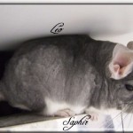 Léo, Saphir