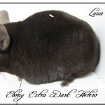 Luna, Extra Dark Hétérozygote