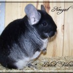 Nougat, Black Velvet