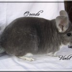Orenda, Violet
